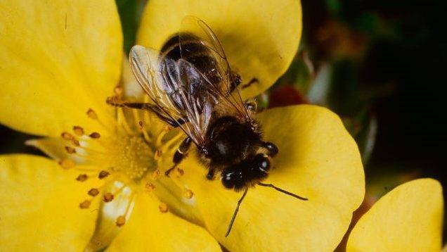 APIs-Small_Bee|APIS_22|API's-20180704_095527 (2)